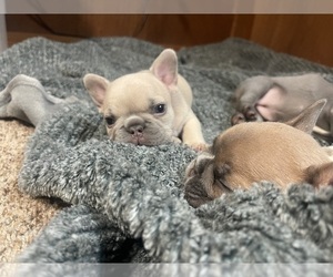 French Bulldog Puppy for sale in CALLAHAN, FL, USA