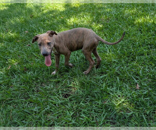 Medium Photo #4 Labrador Retriever-Unknown Mix Puppy For Sale in The Woodlands, TX, USA
