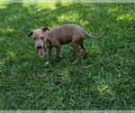 Small #3 Labrador Retriever Mix