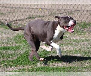 Mutt Dogs for adoption in Grovetown, GA, USA