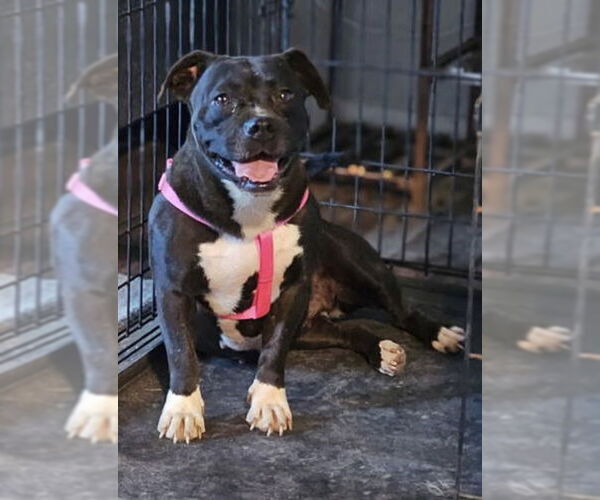 Medium Photo #8 Boston Terrier-Unknown Mix Puppy For Sale in Rustburg, VA, USA