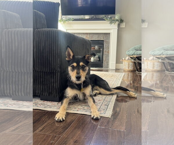 Medium Photo #4 Mutt Puppy For Sale in Sandy, UT, USA