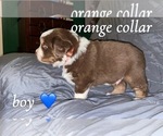 Puppy Orange Collar Miniature Australian Shepherd