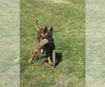Small Photo #2 Belgian Malinois Puppy For Sale in HOUSTON, TX, USA