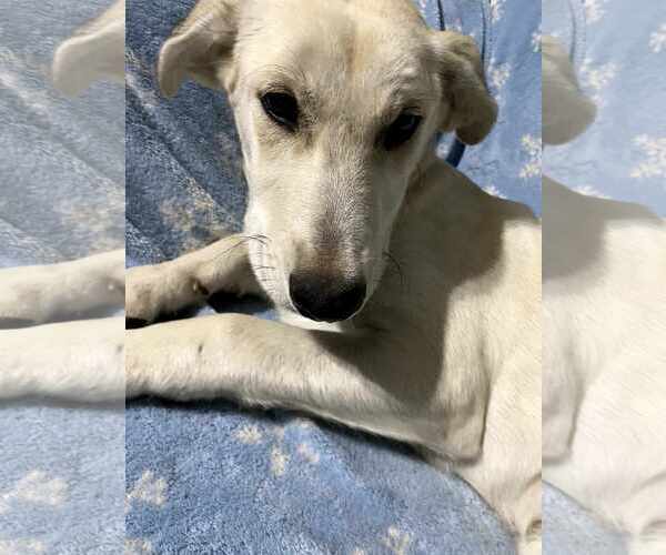 Medium Photo #6 Huskies -Labrador Retriever Mix Puppy For Sale in New Hampton, NY, USA