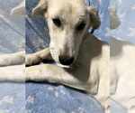 Small #5 Huskies -Labrador Retriever Mix