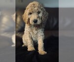 Puppy Sunny Goldendoodle