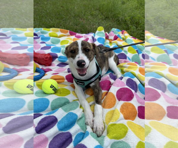 Medium Photo #8 Bulldog-Unknown Mix Puppy For Sale in Tarrytown, GA, USA
