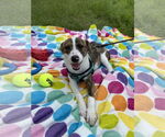 Small #7 Bulldog Mix