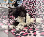 Small #3 Poodle (Miniature)