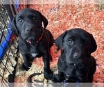 Small Photo #31 German Shorthaired Lab Puppy For Sale in TACOMA, WA, USA