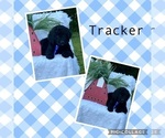 Puppy Tracker Goldendoodle