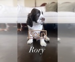 Small Photo #8 English Springer Spaniel Puppy For Sale in BAYVIEW, TX, USA