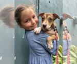 Small #3 Dachshund Mix