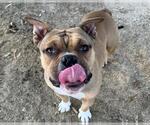 Small American Pit Bull Terrier