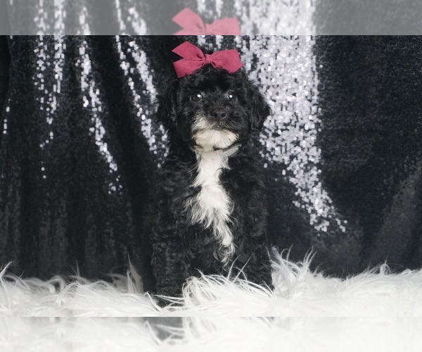 Medium Photo #2 Poodle (Toy) Puppy For Sale in WARSAW, IN, USA
