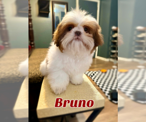 Shih Tzu Puppy for sale in SUGAR HILL, GA, USA