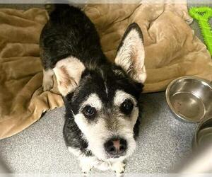 Miniature Schnauzer-Siberian Husky Mix Dogs for adoption in Orange, CA, USA