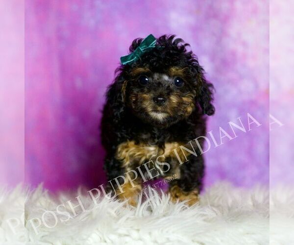 Medium Photo #4 Poodle (Toy) Puppy For Sale in WARSAW, IN, USA