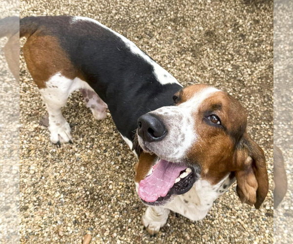 Medium Photo #2 Basset Hound Puppy For Sale in Deepwater, NJ, USA