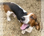 Small Photo #2 Basset Hound Puppy For Sale in Deepwater, NJ, USA