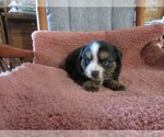 Small Photo #8 Australian Shepherd Puppy For Sale in AUBURN, IN, USA