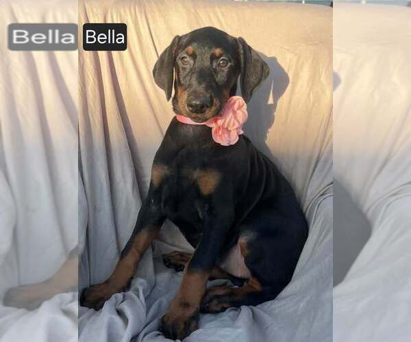 Medium Photo #3 Doberman Pinscher Puppy For Sale in POMEROY, OH, USA
