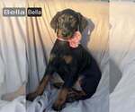 Small #2 Doberman Pinscher