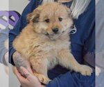 Small #1 Chow Chow Mix