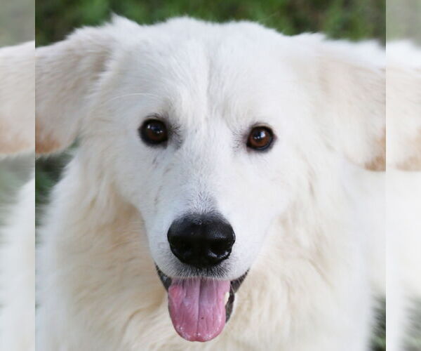 Medium Photo #1 Great Pyrenees Puppy For Sale in Dallas, TX, USA