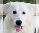 Small Great Pyrenees