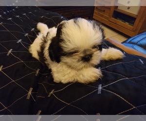 Shih Tzu Puppy for sale in LAKELAND, FL, USA