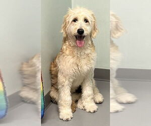 Golden Retriever Dogs for adoption in Lake City, MI, USA