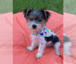 Small Photo #1 Yorkshire Terrier Puppy For Sale in RALEIGH, NC, USA