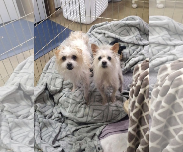 Medium Photo #1 Malchi Puppy For Sale in La Verne, CA, USA