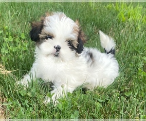 Shih Tzu Puppy for sale in DOWAGIAC, MI, USA