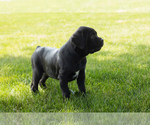 Small Photo #29 Cane Corso Puppy For Sale in WAKARUSA, IN, USA