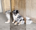 Puppy BM MALE 1 Miniature Australian Shepherd