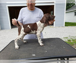Small Photo #2 German Shorthaired Pointer Puppy For Sale in NORTH JUDSON, IN, USA