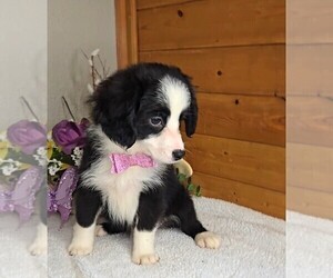 Miniature Australian Shepherd Puppy for sale in JASONVILLE, IN, USA