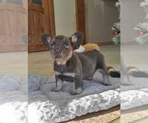 French Bulldog Puppy for sale in MIAMI, FL, USA