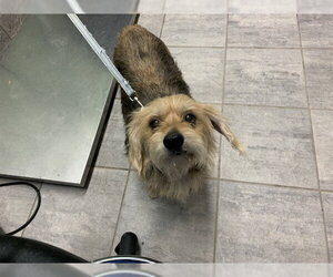 Mutt Dogs for adoption in Grand Prairie, TX, USA