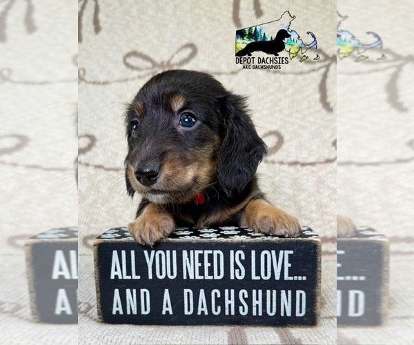 Medium Photo #3 Dachshund Puppy For Sale in SOUTH EASTON, MA, USA