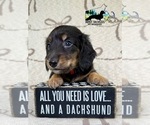 Small #2 Dachshund
