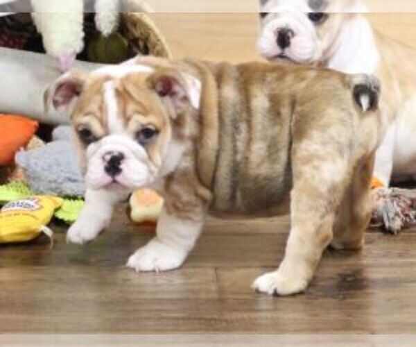 Medium Photo #3 English Bulldog Puppy For Sale in MARSHFIELD, MO, USA