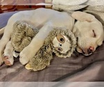 Small Photo #4 Labrador Retriever Puppy For Sale in GRAND RAPIDS, MN, USA