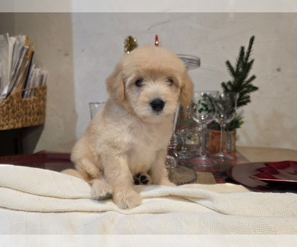 Medium Photo #18 Goldendoodle Puppy For Sale in DUBLIN, TX, USA