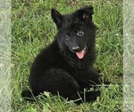 Image preview for Ad Listing. Nickname: smokey