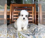 Maverick - Male Mal-Shi Puppy for Sale - Photo #2