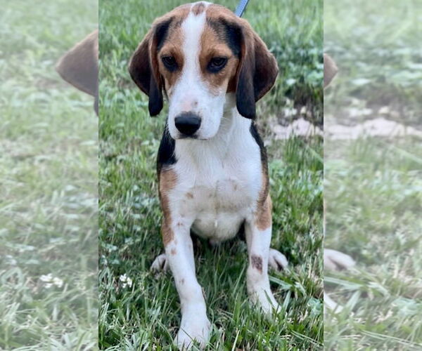 Medium Photo #4 Beagle Puppy For Sale in Dunnellon, FL, USA